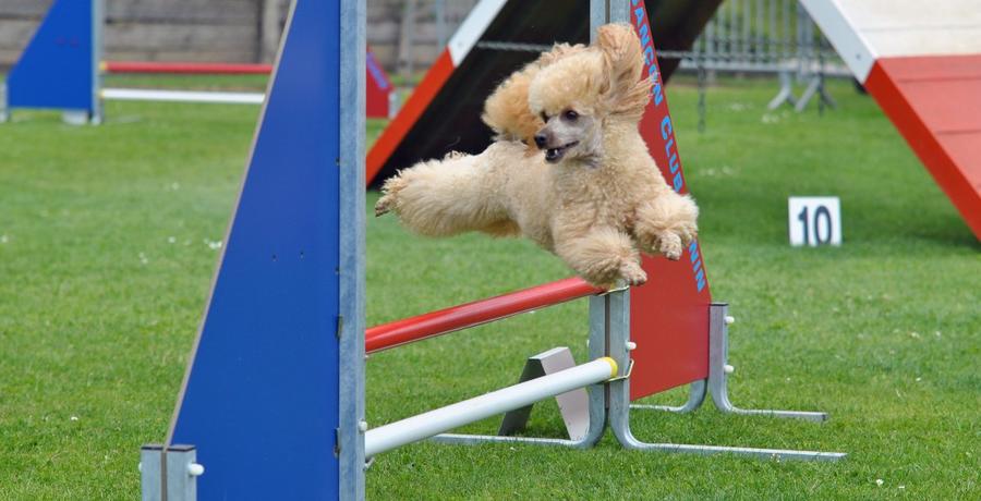 Fauve agility