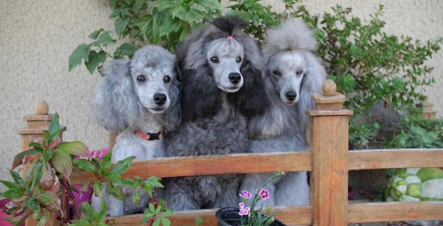 Le Club Du Caniche Du Chien Particolore à Poil Frisé Et Des