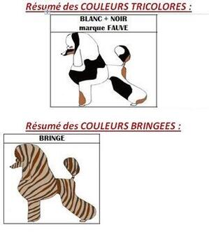 Tricolore+Bringe