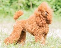 VENTI DEL SUD_siteClub