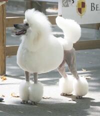 HEARTFELD ROSES_Cotation4