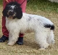 Barbet_UMA_Cotation3