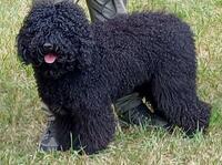 Barbet_UMANA_Cotation3