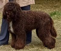 Barbet_UNIK_Cotation3