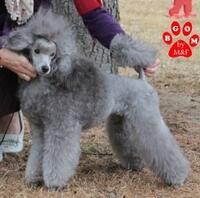 JEWEL PEARL_Cotation3