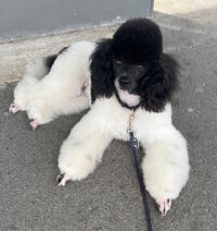 VICKIE VICTOIRE_ (1)